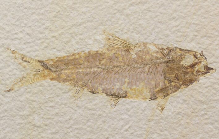 Bargain Knightia Fossil Fish - Wyoming #39674